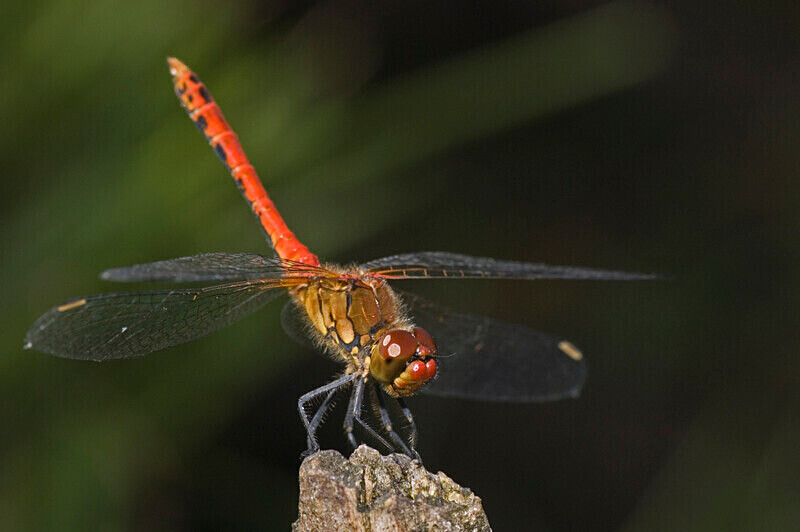 Ruddy Darter Obelisk - Dragonflies
