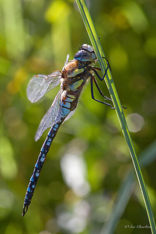 Migrant hawker in the Reeds - Dragonflies