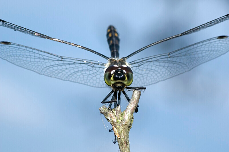 Black Darter Obelisk - Dragonflies