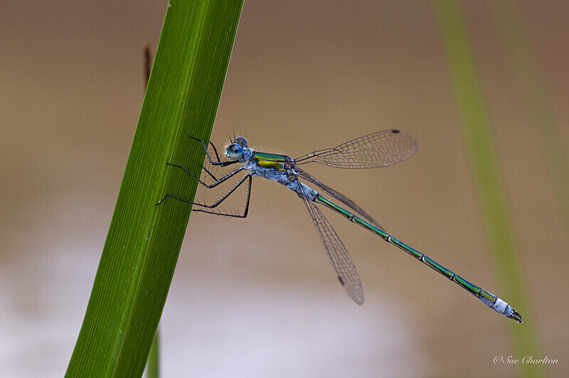 Emerald Damselfy on Iris Leaf 1 - Dragonflies