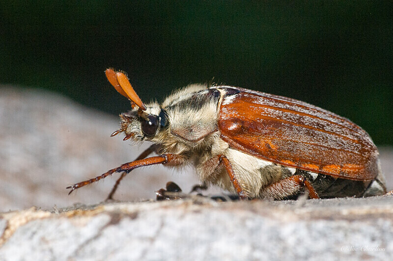 Best Foot Forward (Cockchafer) - Beetles