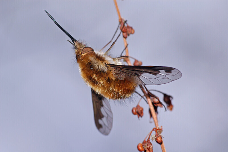 Sunbathing Beefly - Other insects