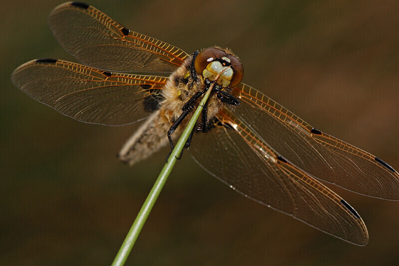 Four Spot Spitfire - Dragonflies