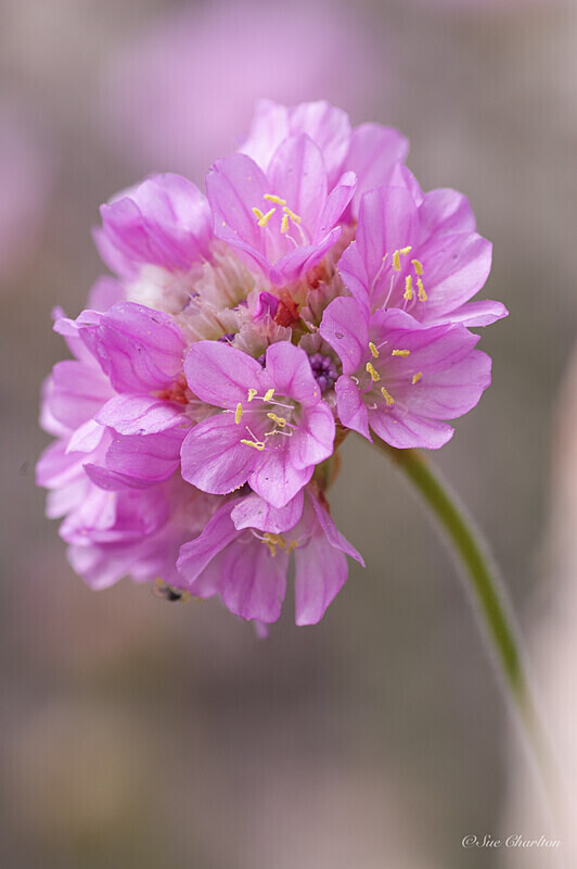 Thrift - Plants
