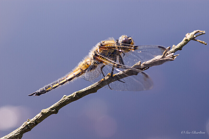 Four Spot by the Pond 2 - Dragonflies