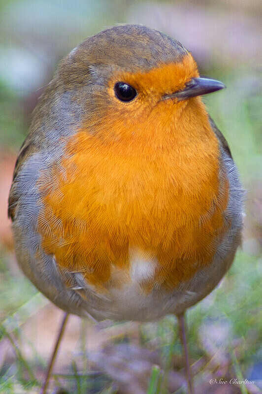  - Birds