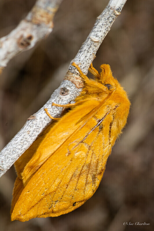  - Other insects