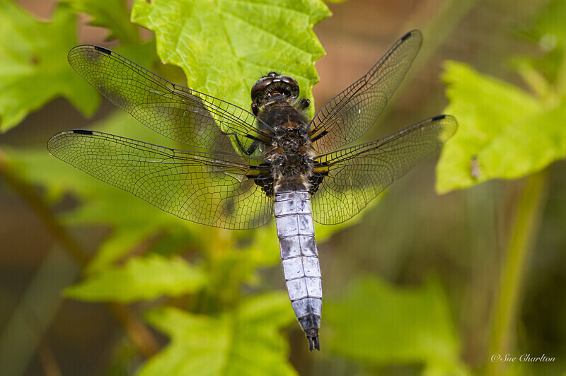 Black-tailed Skimmer on Bramble - Dragonflies