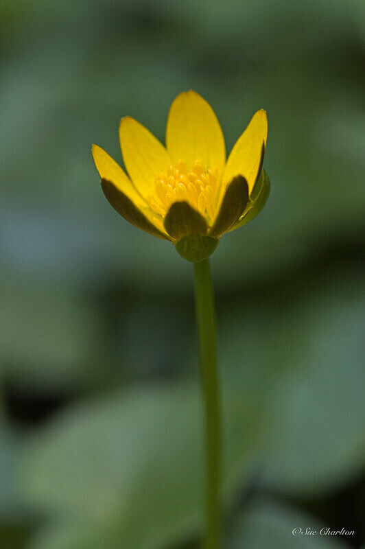  - Plants
