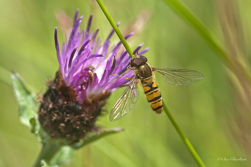 Marmalade Hoverfly on Knapweed - Other insects