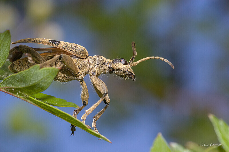 Take-off (Rhagium mordax) - Beetles
