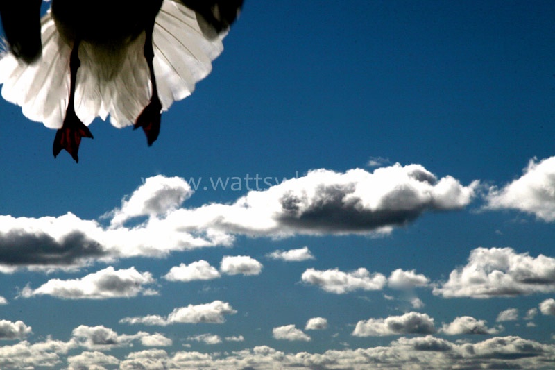 Low Flying Seagull - People & Places