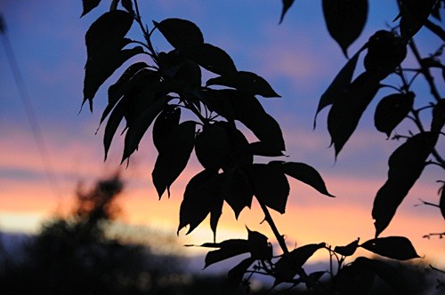  - Nature