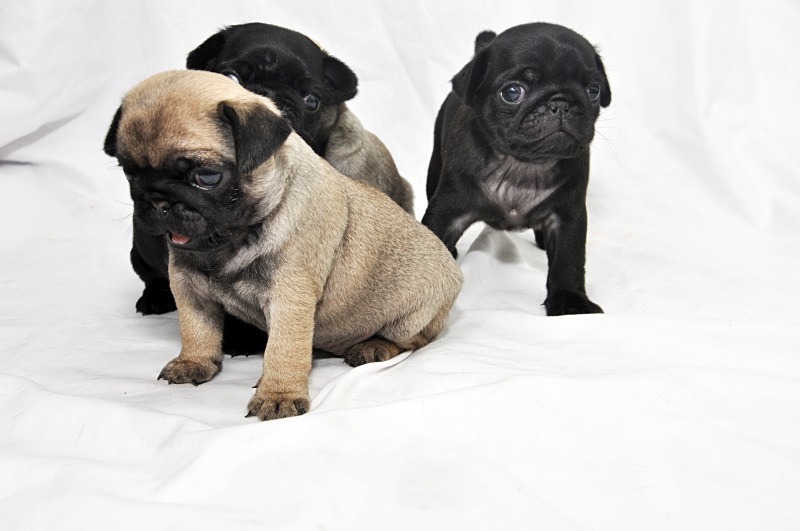  - Pets