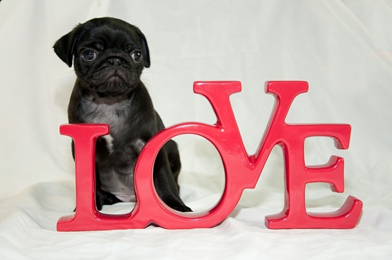  - Pets
