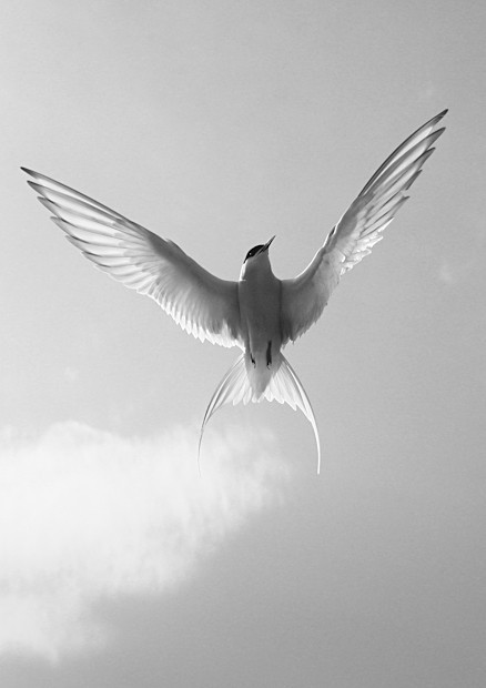 Arctic Tern - Wildlife