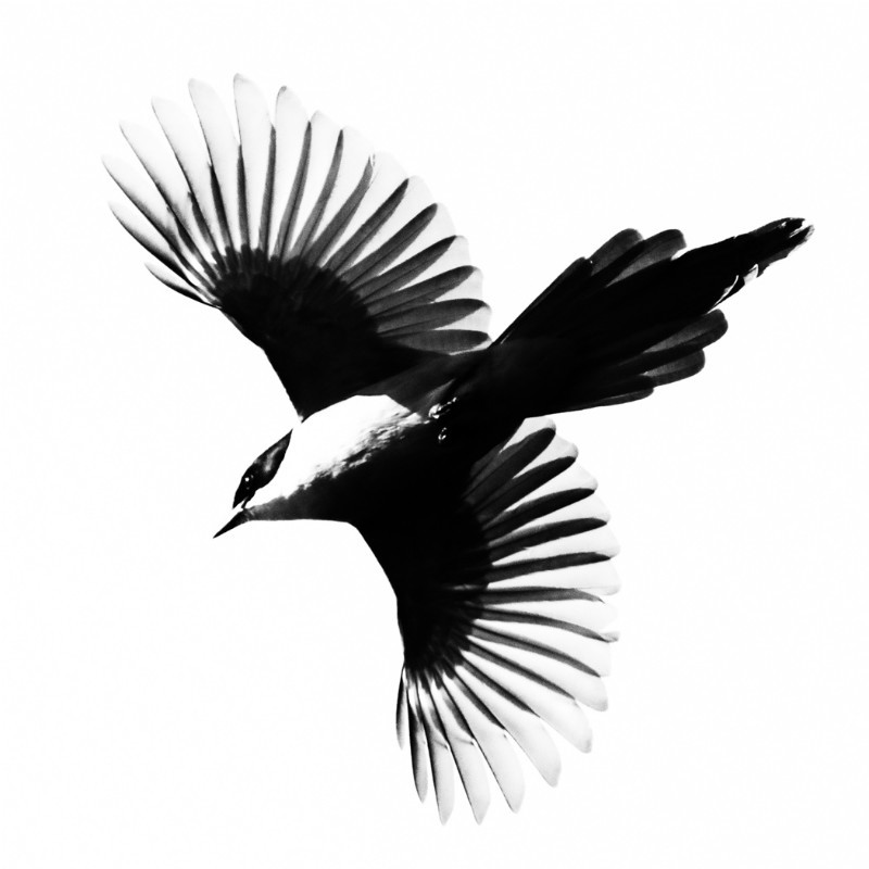 Azure winged Magpie - Wildlife