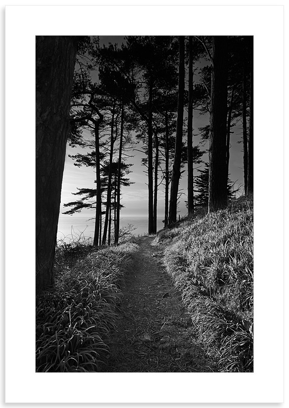 04140436 - Marble Bay Pine Forest - New Work