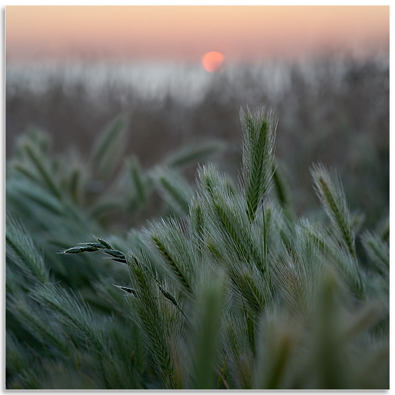 07082292 - Sunset, L'ancresse - Guernsey Landscapes - Visions Gallery