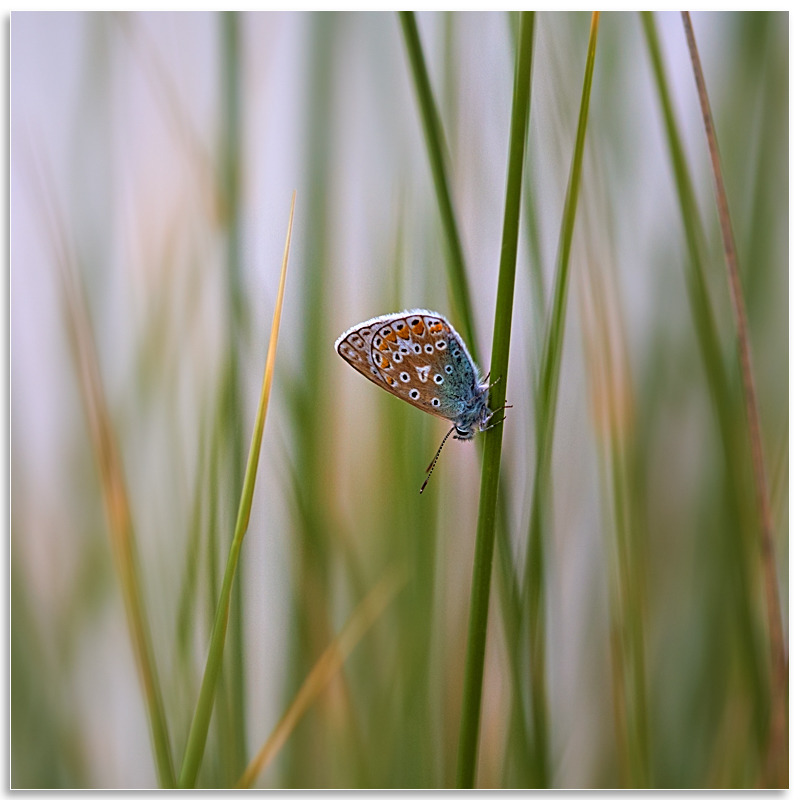 07082329 - Common Blue, Vazon - Guernsey Landscapes - Visions Gallery