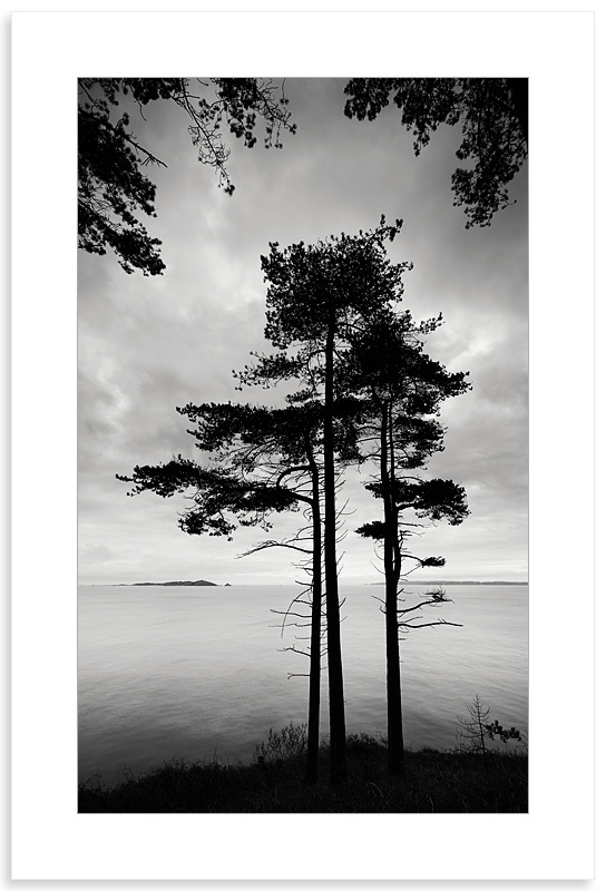 04140503 - Marble Bay Pine Forest - New Work
