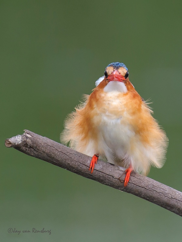 Fluffy Malachite - Kingfishers