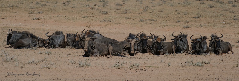 The gang - Antelope