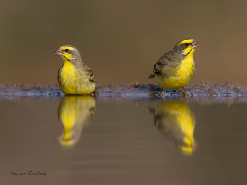 Yellow-fronted Canary - Birds