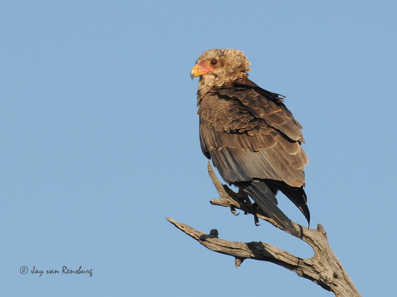 Juv Bateleur - Raptors