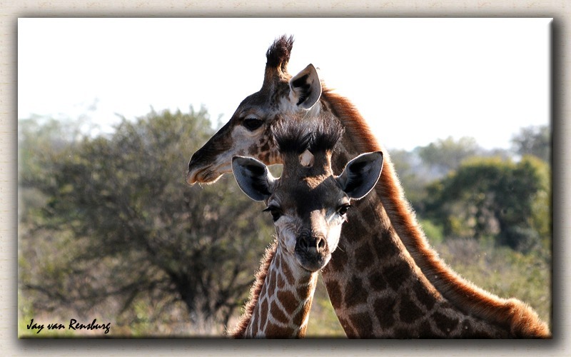 Mom and young Giraffe - Zebra & Giraffe