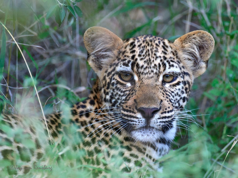 Youngster - Big Cats