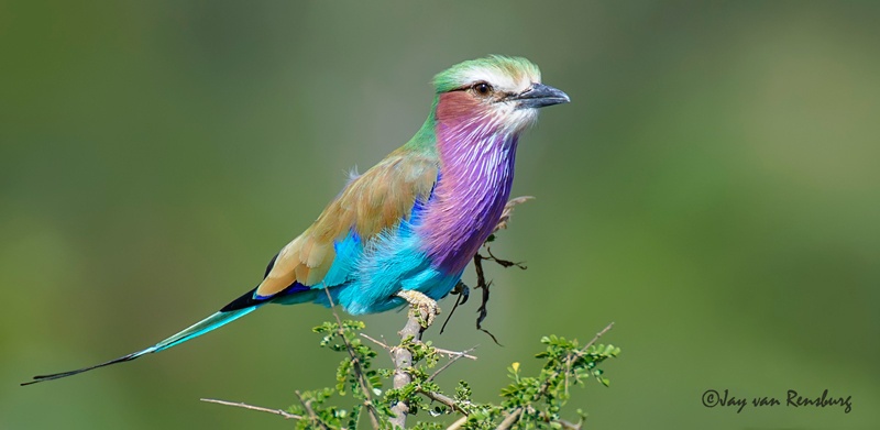 Lilac-breasted Roller 1 - Birds