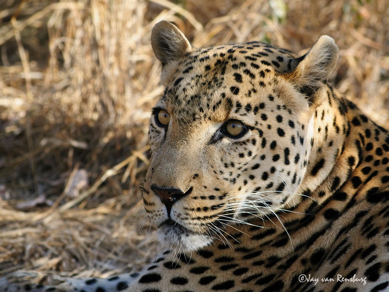Male Leopard - Big Cats