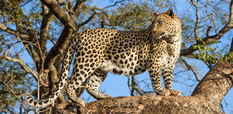 Looking back - Big Cats