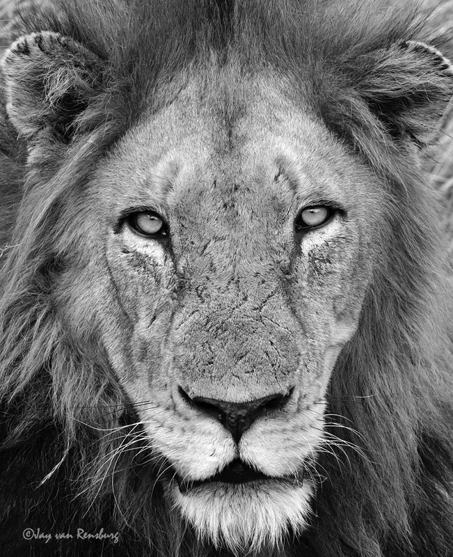Lion portrait - Big Cats