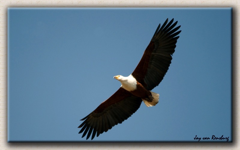 Fish Eagle - Birds in flight