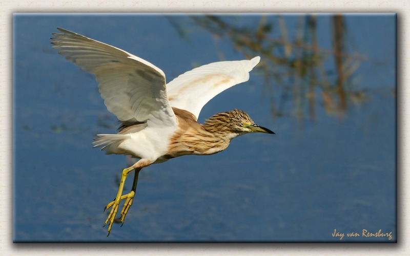 Squacco Heron 3 - Birds in flight
