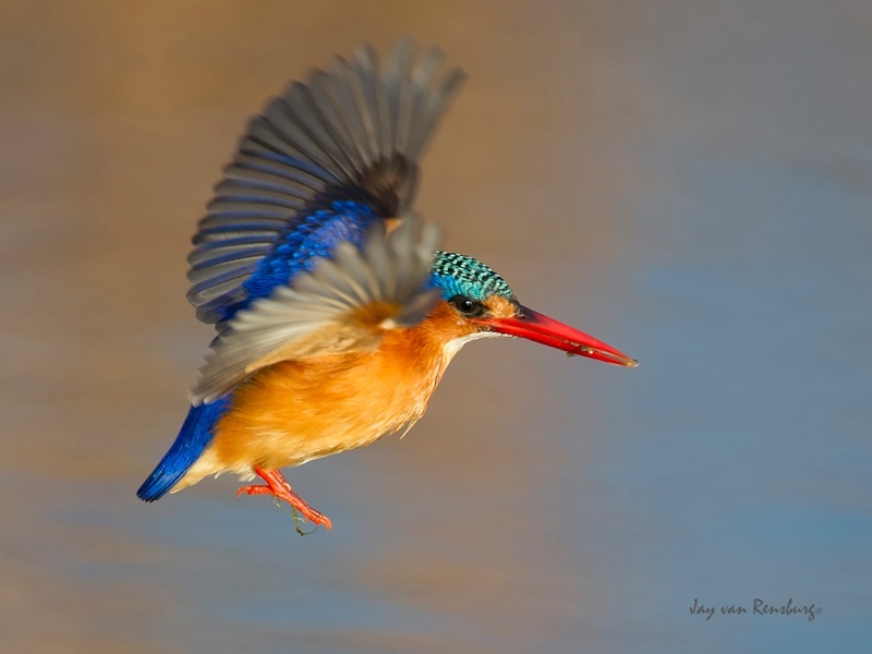 Malachite show - Kingfishers