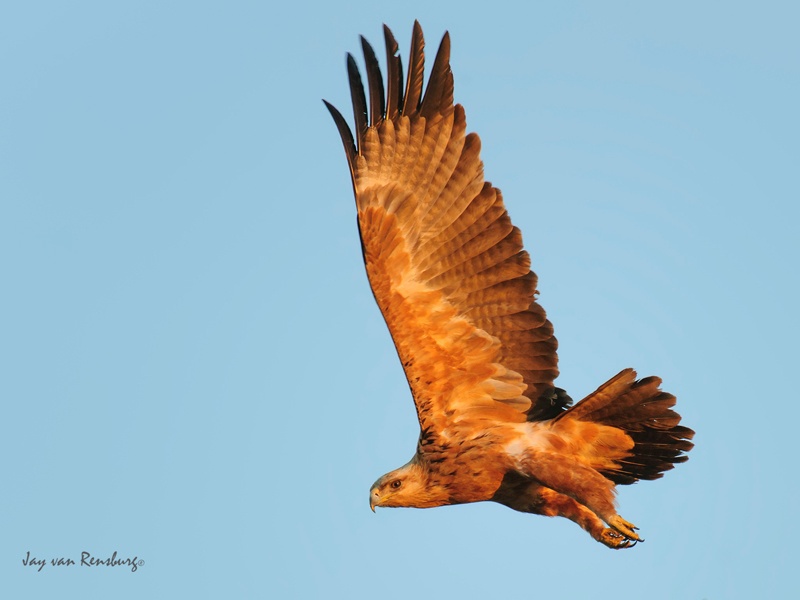 Tawny - Raptors