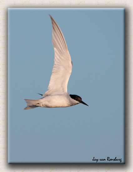 Damara Tern - Birds in flight