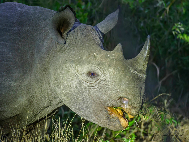 Black Rhino - Rhino