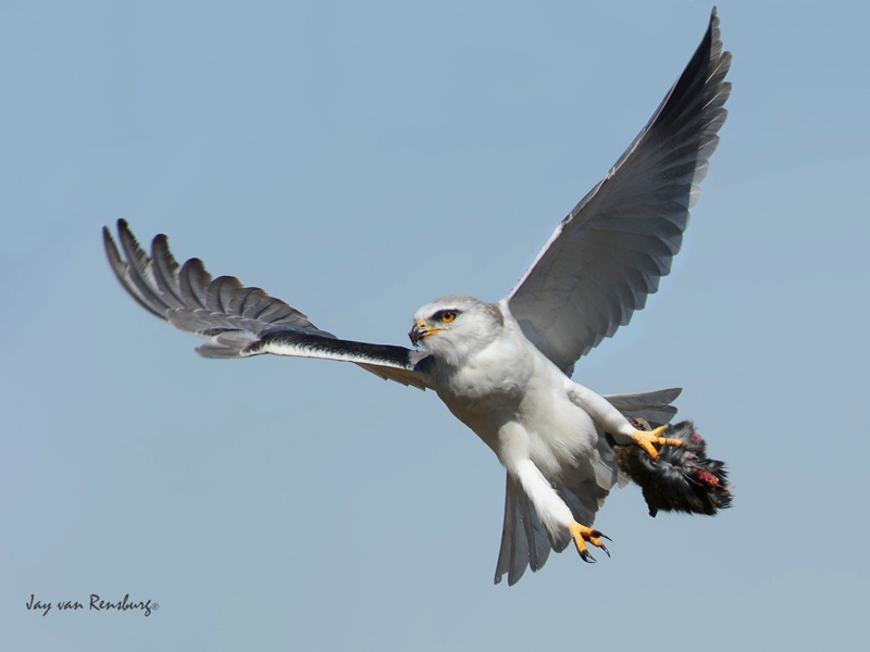 Kite with prey - Raptors