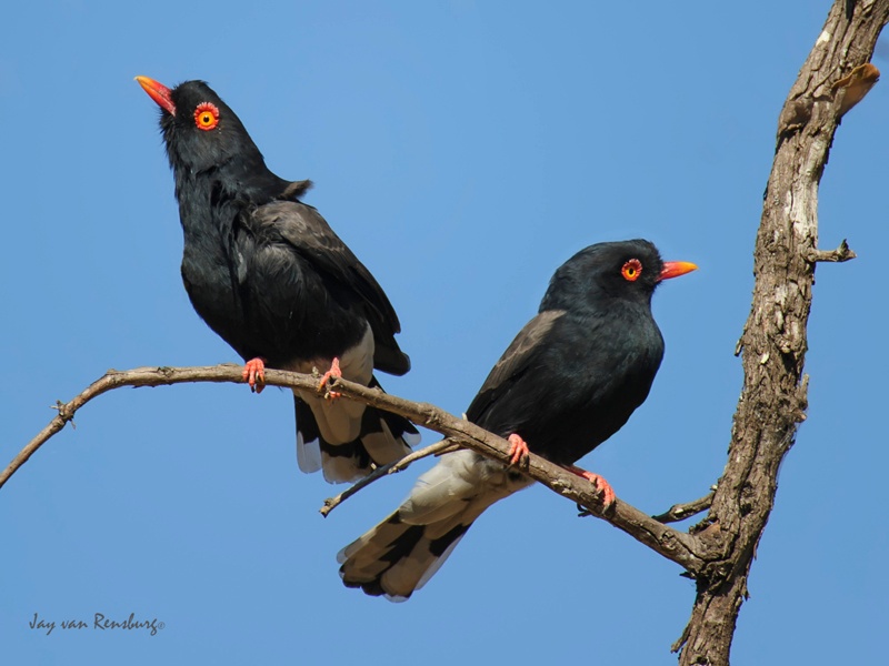 Reitz's Helmetshrike - Birds