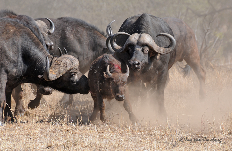 Herd assisting young Buffalo - Lion vs Buffalo