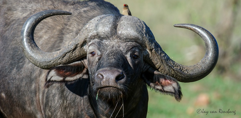 Buffalo2 - Buffalo