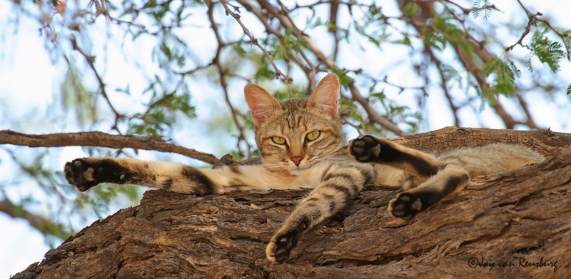 African Wild Cat - Carnivores