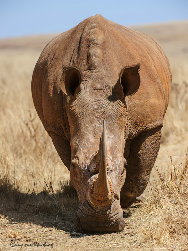 Rhino beauty - Rhino