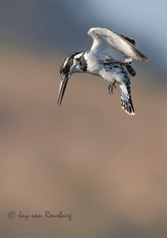 Hovering Pied 1 - Kingfishers