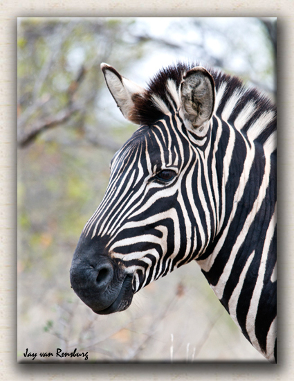 Zebra Profile 3 - Zebra & Giraffe