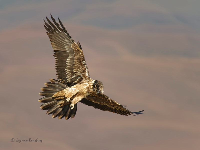 Juv Bearded Vulture - Vultures